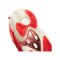 adidas BYW Select Rot Laufschuh - rot